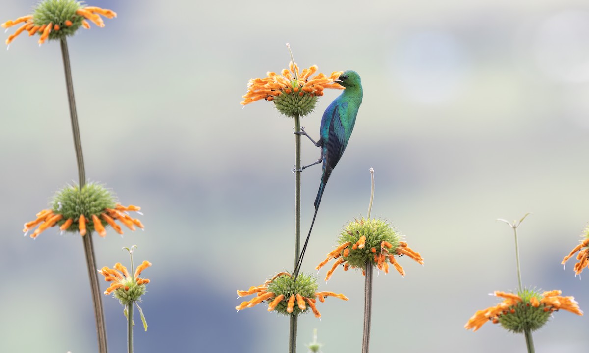 Malachite Sunbird - ML636112561
