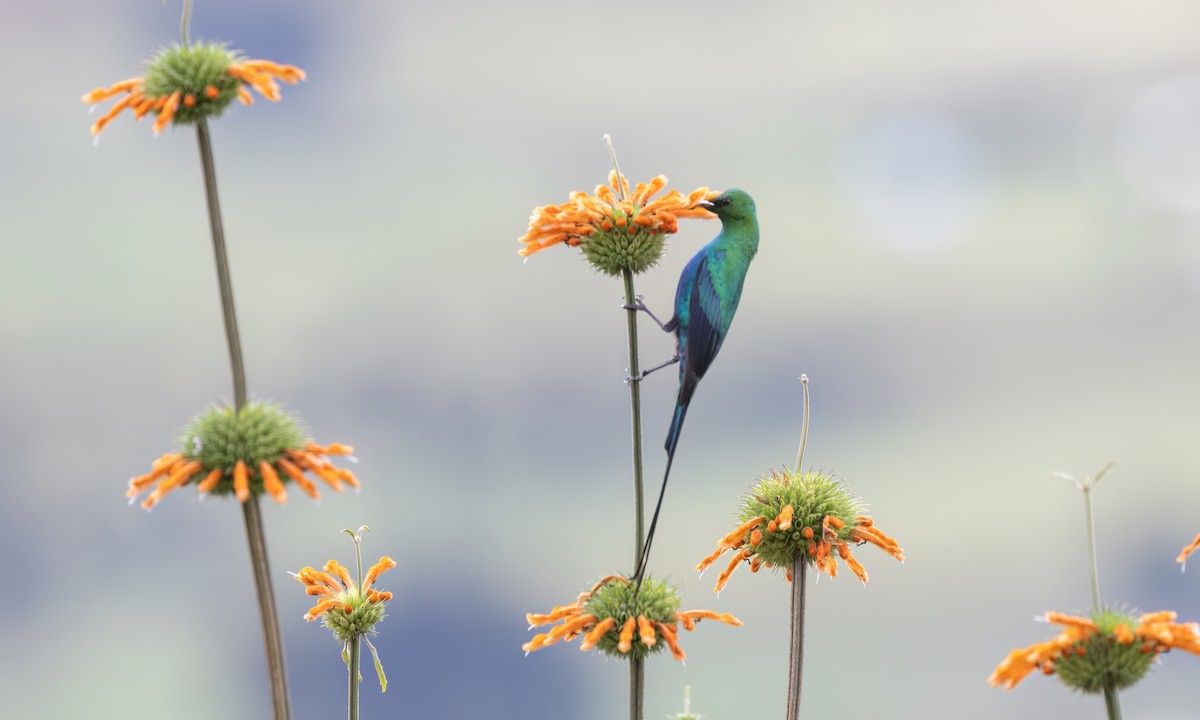 Malachite Sunbird - ML636112562