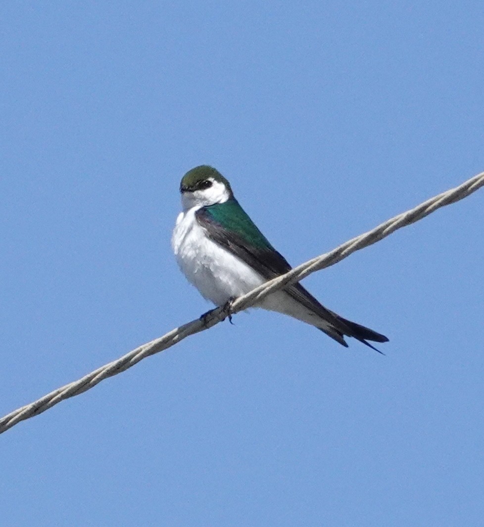 Violet-green Swallow - ML636112624