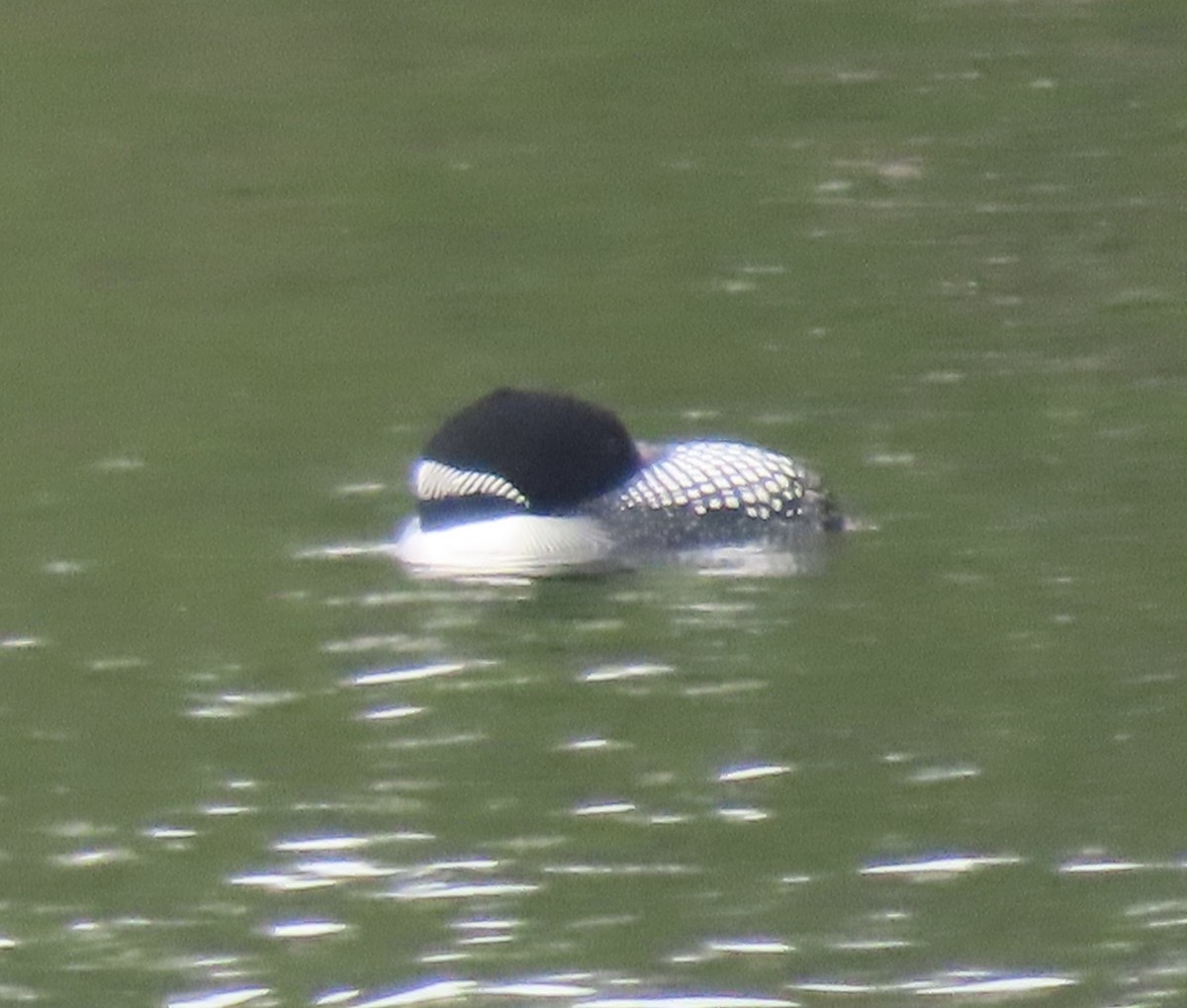 Common Loon - ML636112754