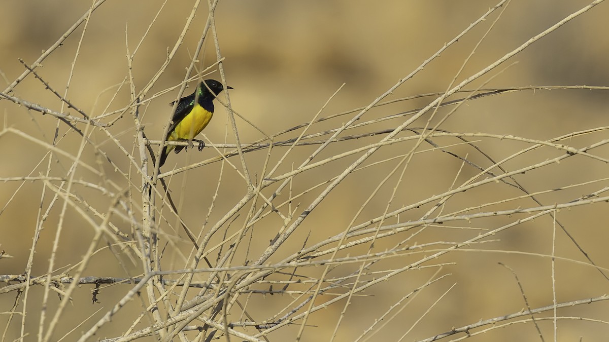 Nile Valley Sunbird - ML636112883