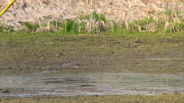 Semipalmated Plover - ML636112957