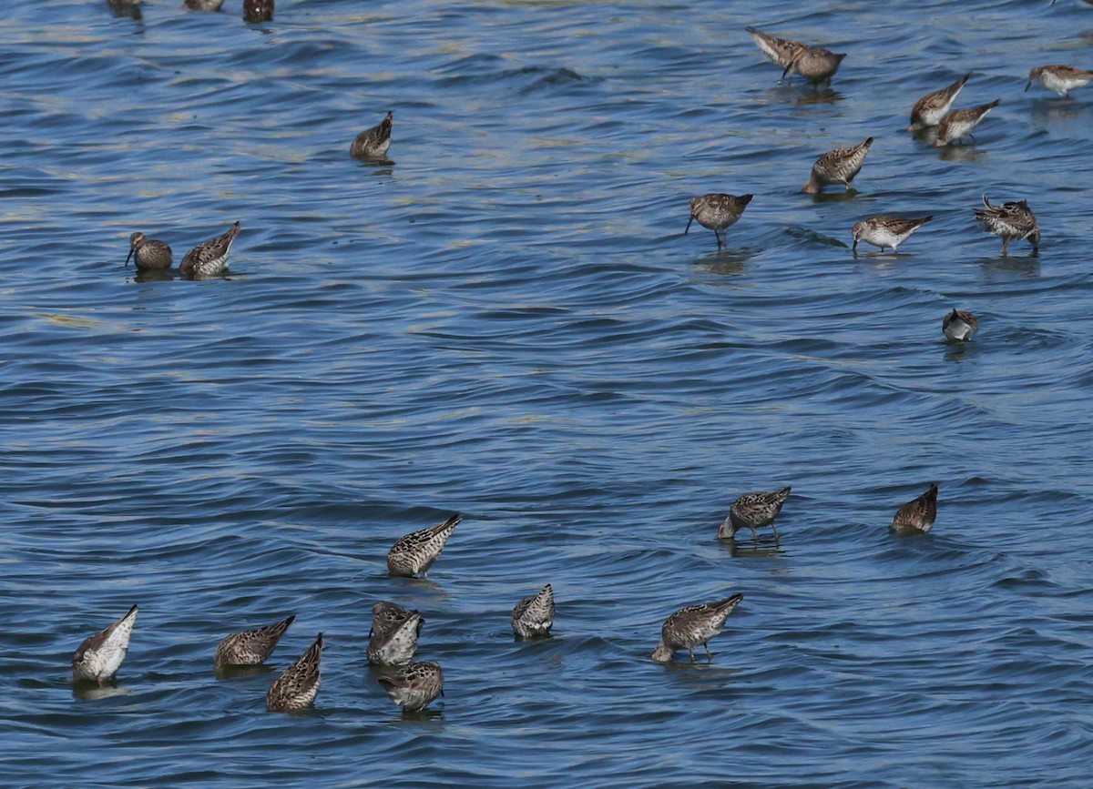 高蹺濱鷸 - ML636113026