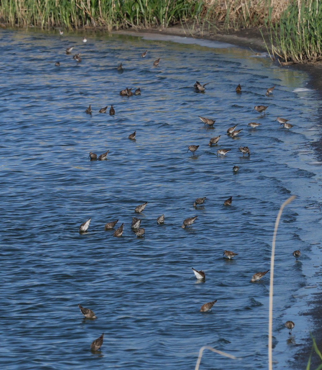 高蹺濱鷸 - ML636113027