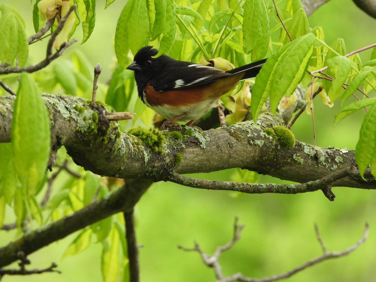 Eastern Towhee - ML636113054