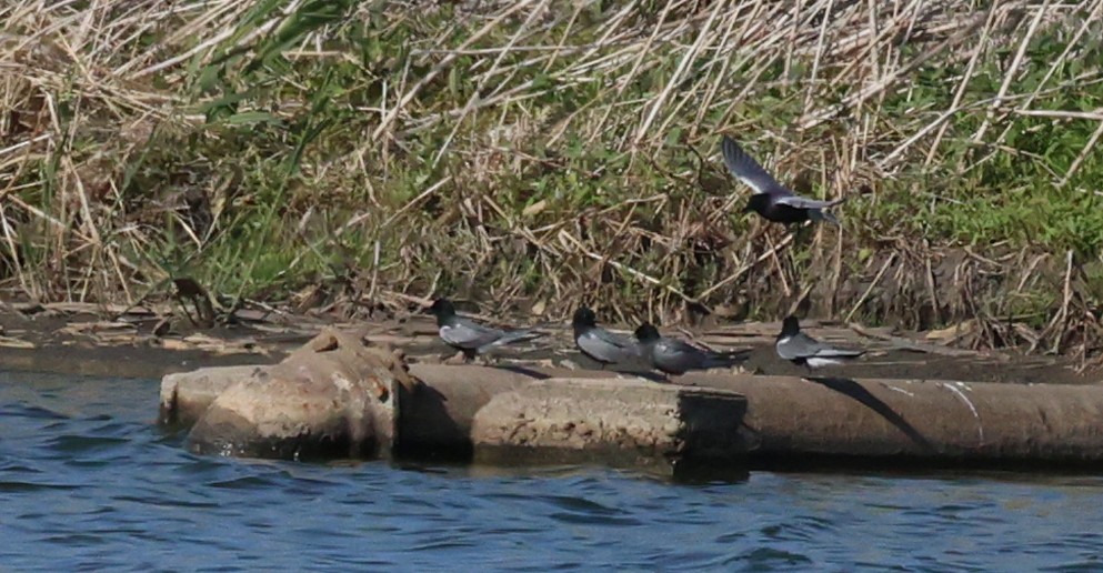 黑浮鷗 - ML636113082