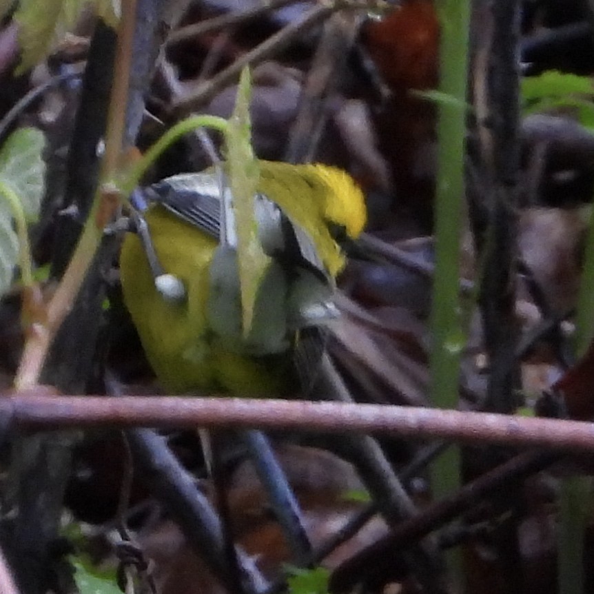 Blue-winged Warbler - ML636113137
