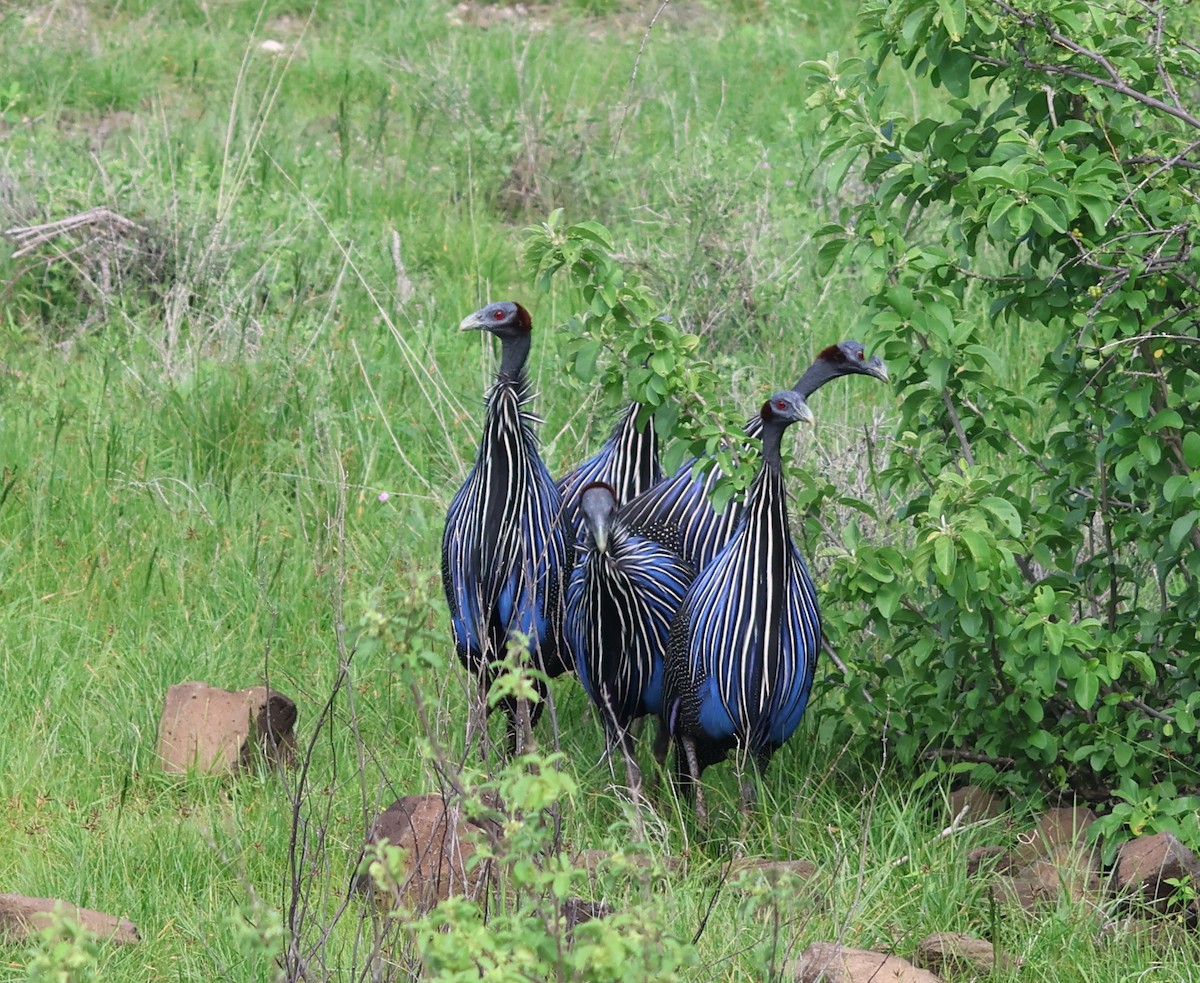 Vulturine Guineafowl - ML636113270