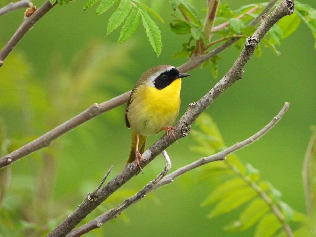 Common Yellowthroat - ML636113271
