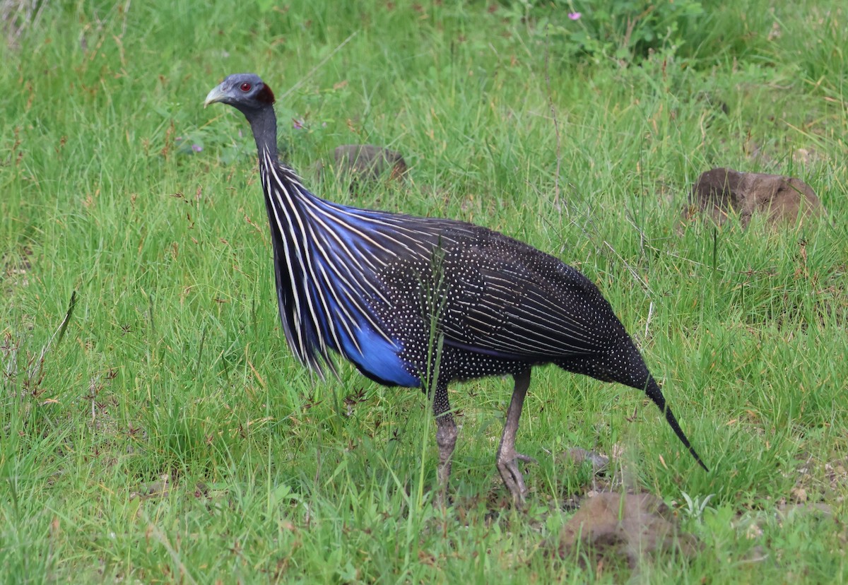 Vulturine Guineafowl - ML636113272