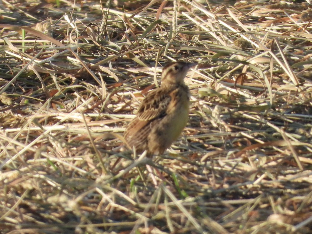 Eastern Meadowlark - ML636113276