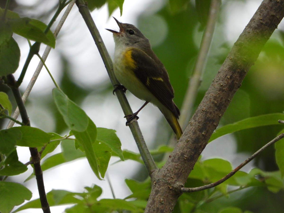 American Redstart - ML636113295