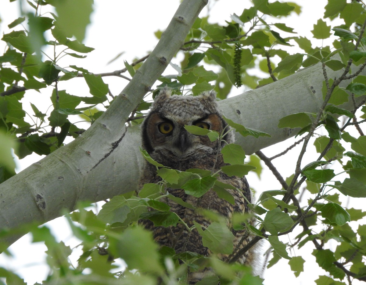Great Horned Owl - ML636113331