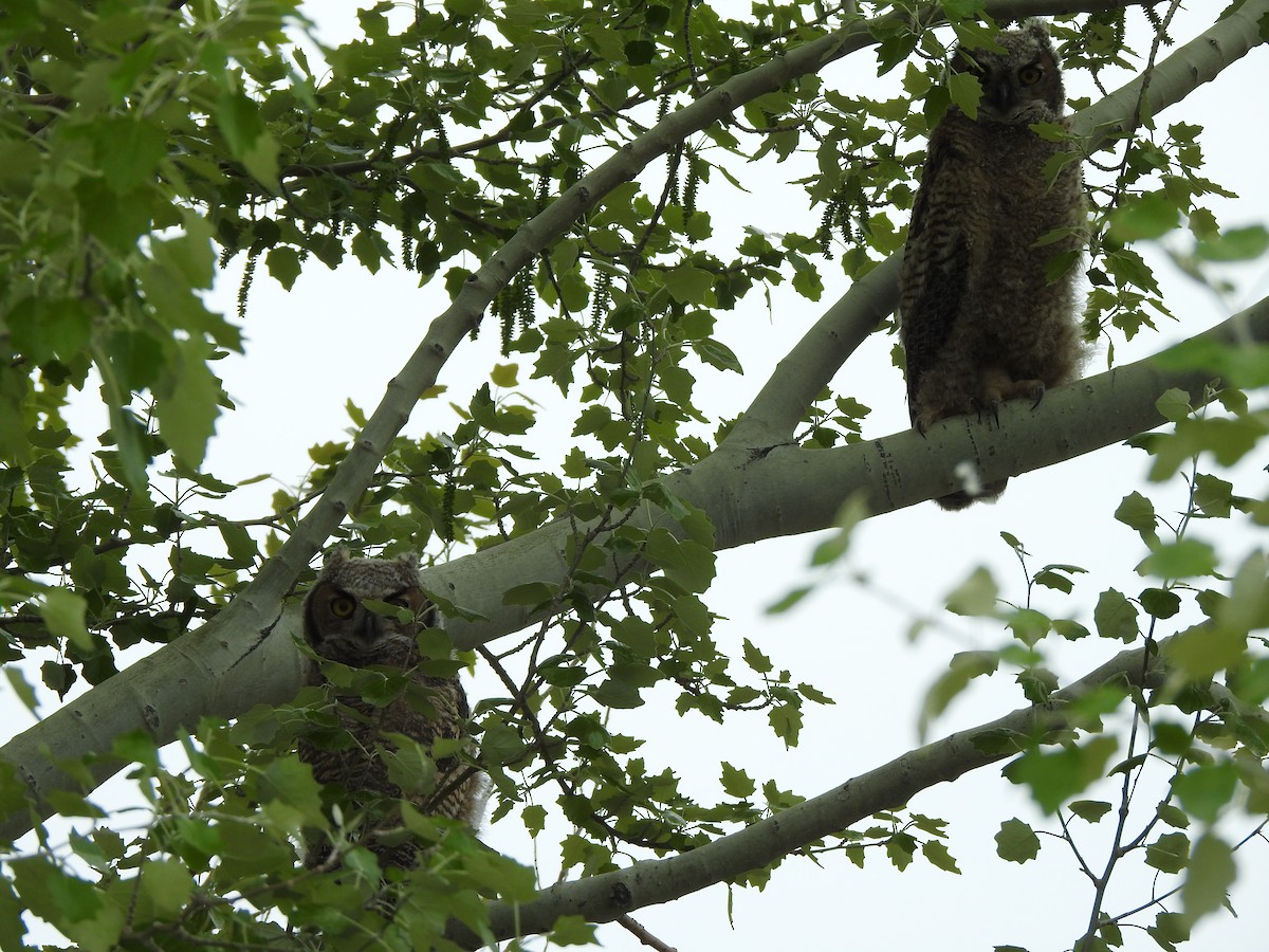 Great Horned Owl - ML636113332