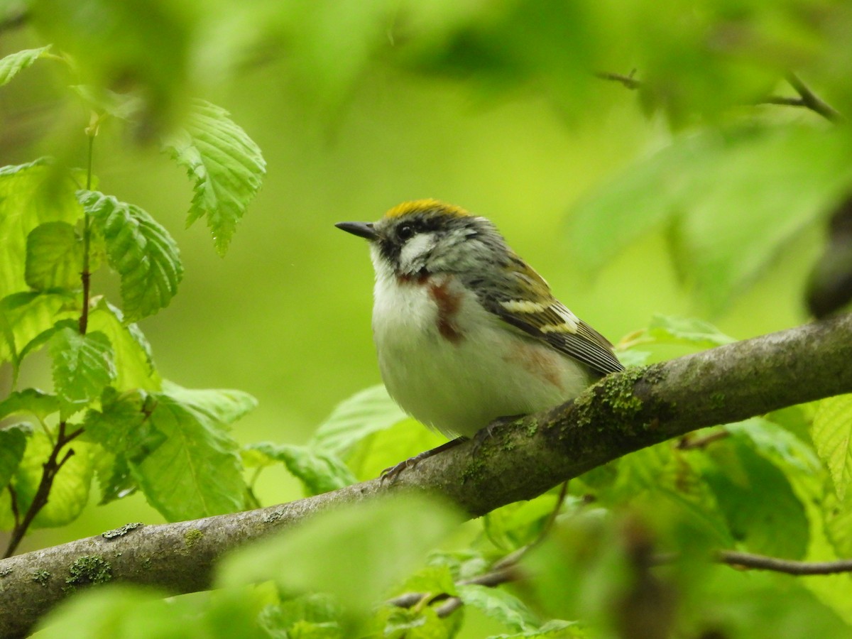 Chestnut-sided Warbler - ML636113334