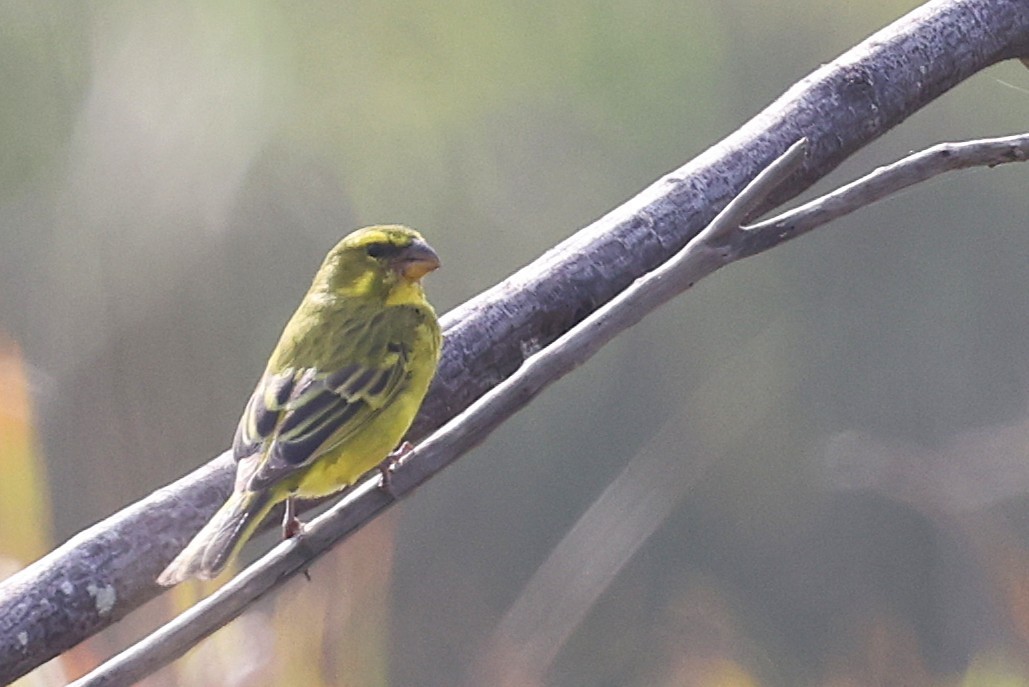 Lemon-breasted Seedeater - ML636113337