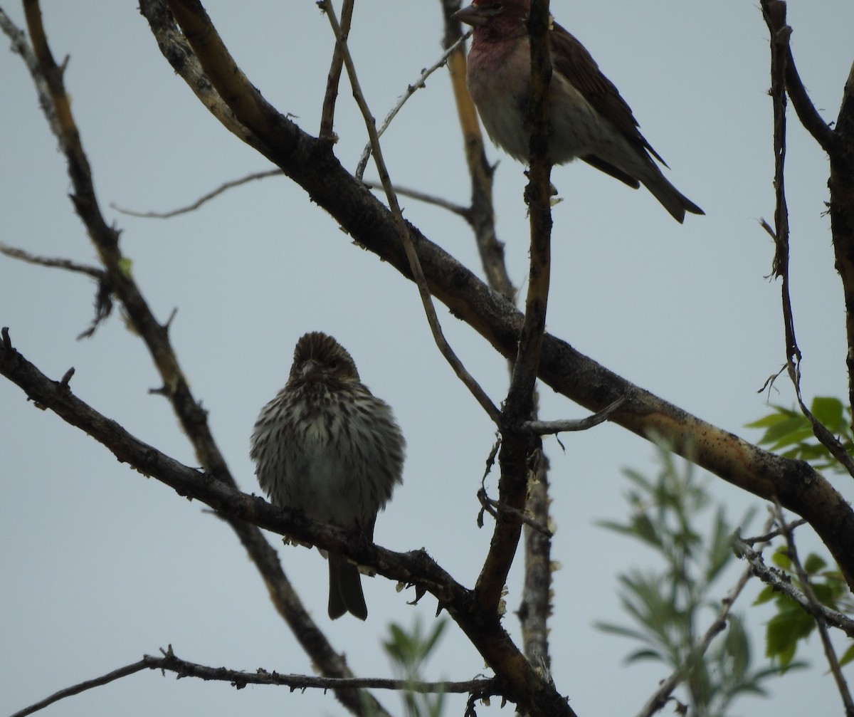 Cassin's Finch - ML636113400