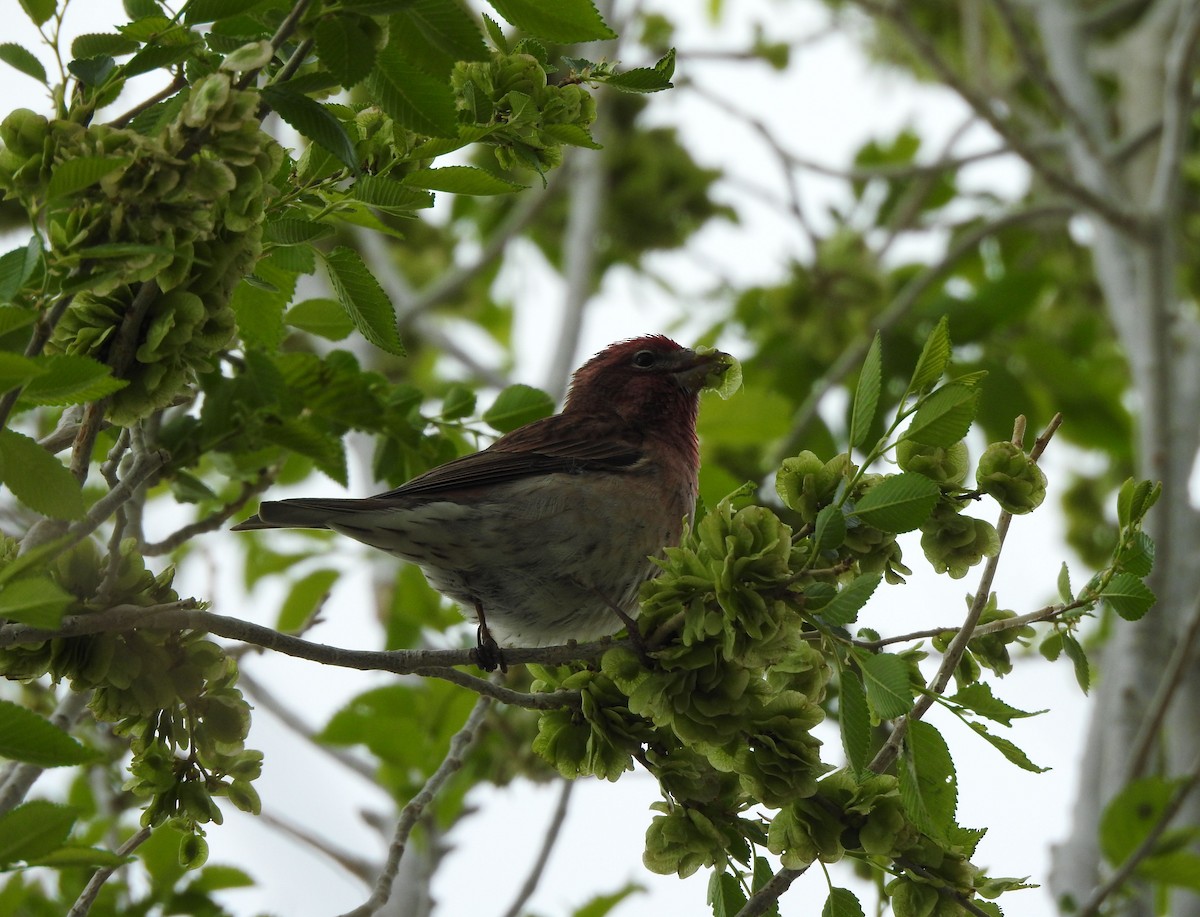 Cassin's Finch - ML636113401