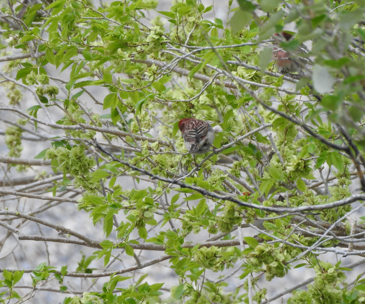 Cassin's Finch - ML636113402