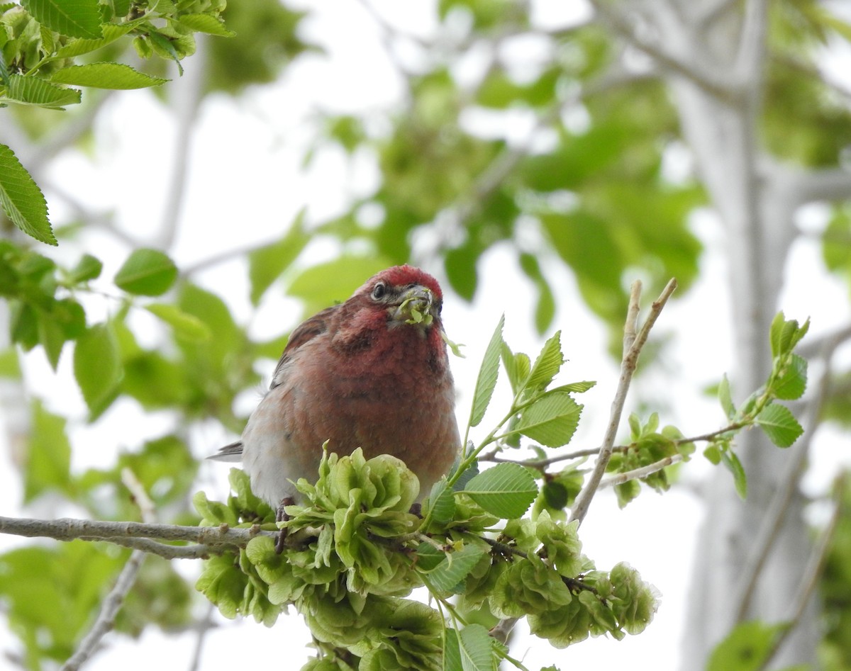 Cassin's Finch - ML636113403