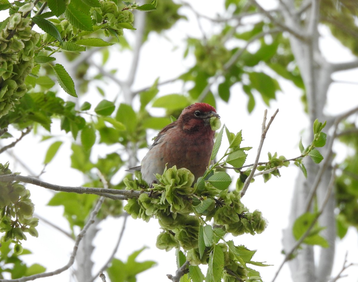 Cassin's Finch - ML636113404