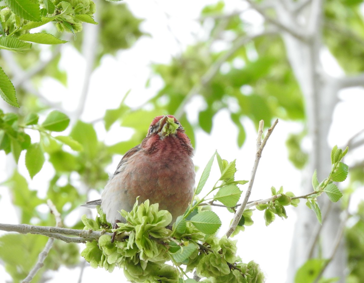 Cassin's Finch - ML636113405