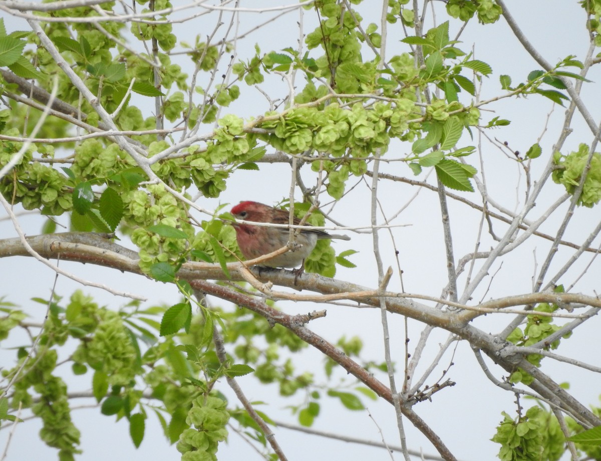 Cassin's Finch - ML636113406