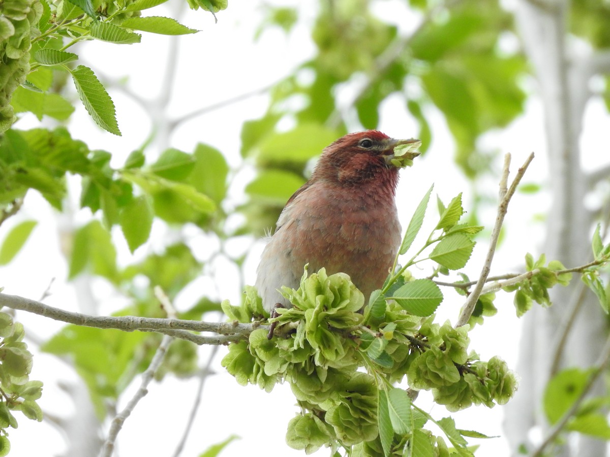 Cassin's Finch - ML636113407
