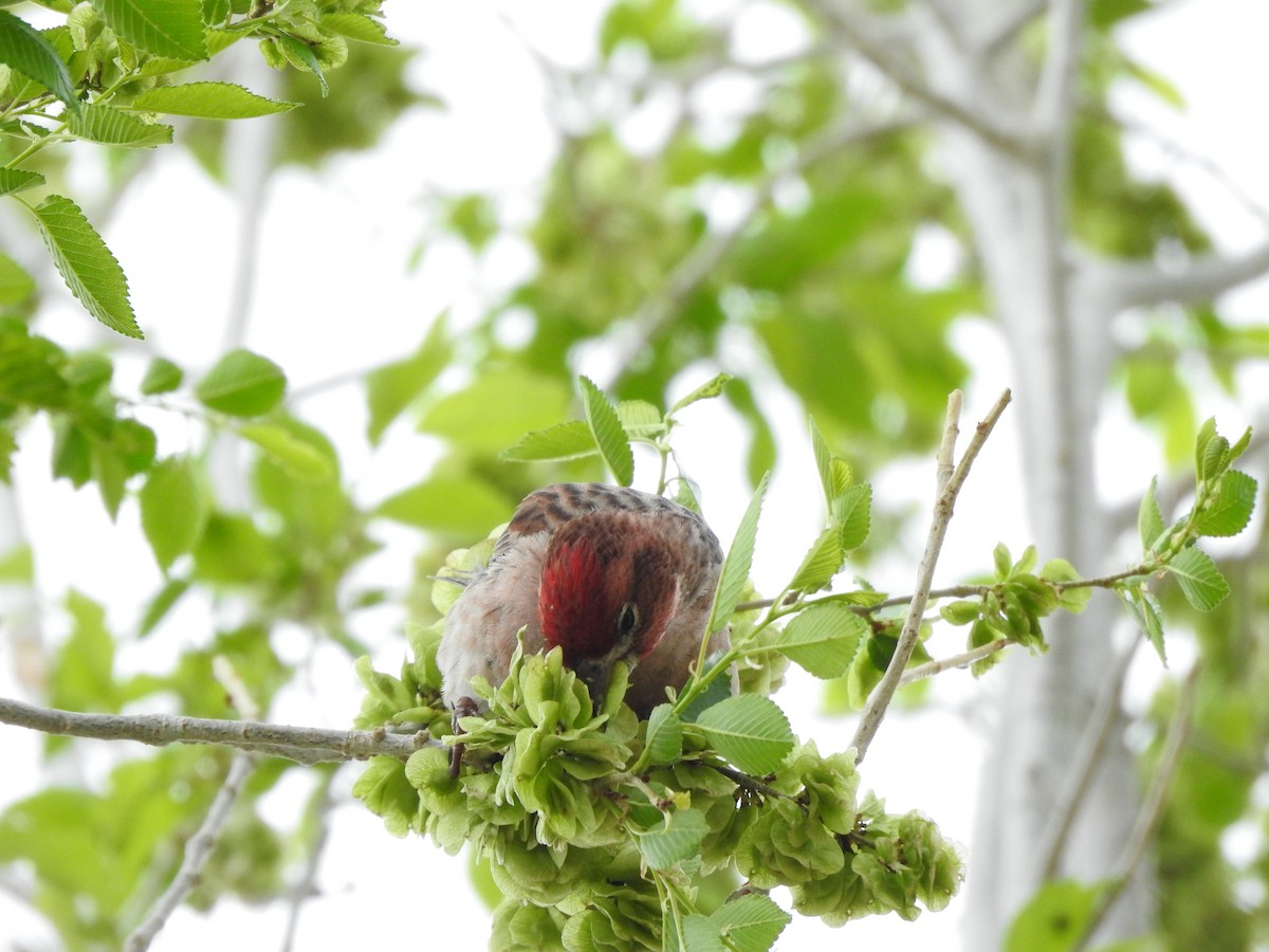 Cassin's Finch - ML636113408