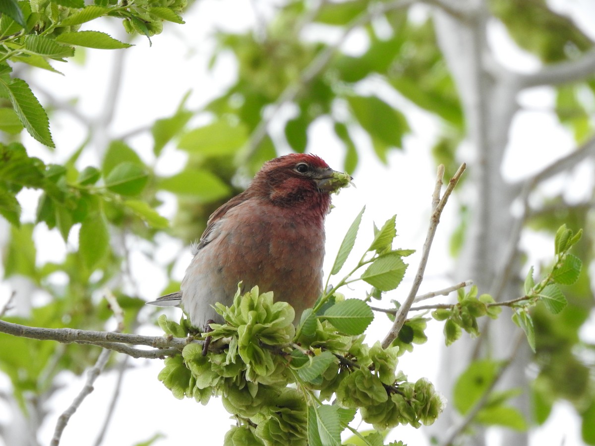 Cassin's Finch - ML636113409