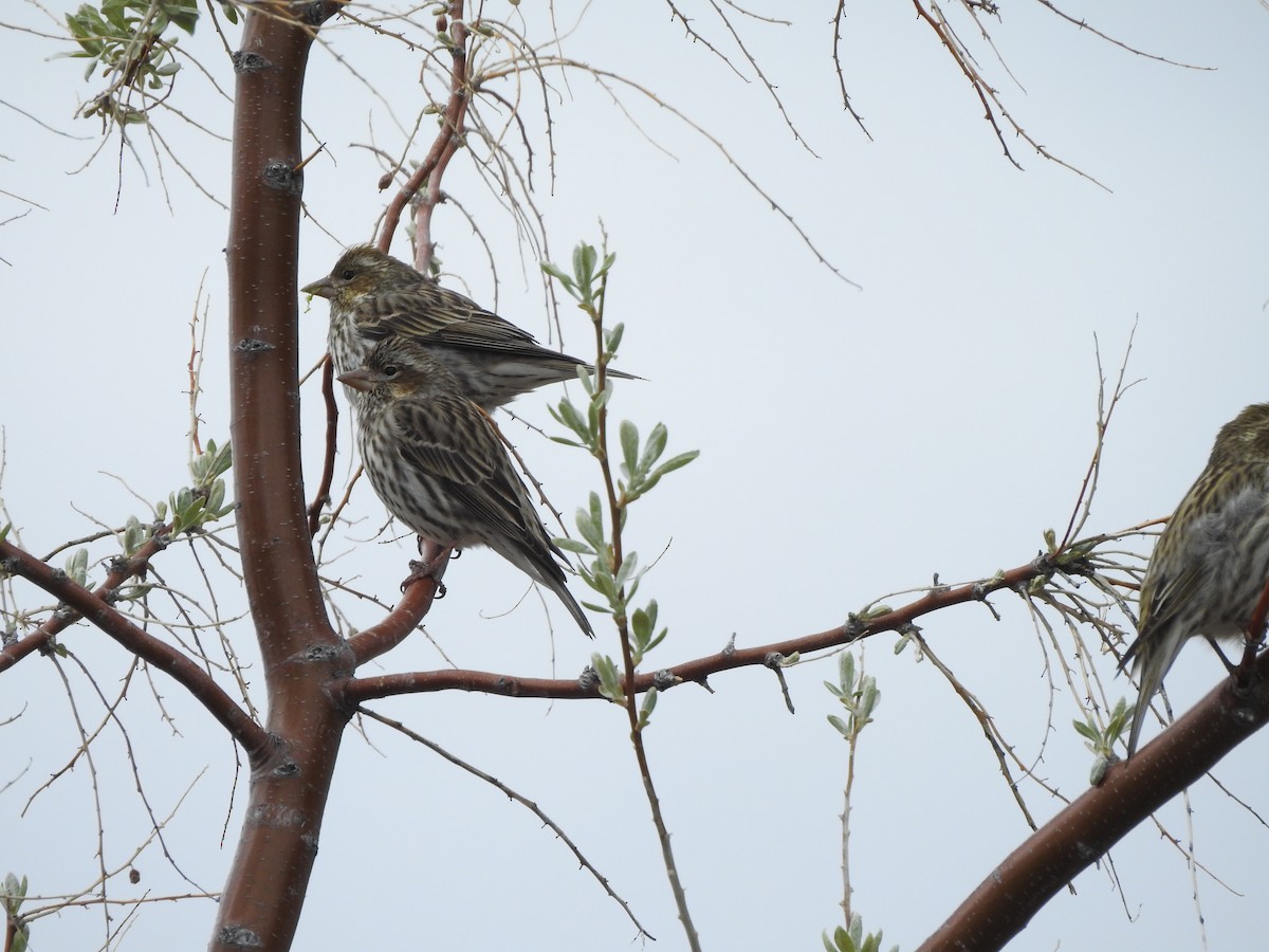 Cassin's Finch - ML636113411