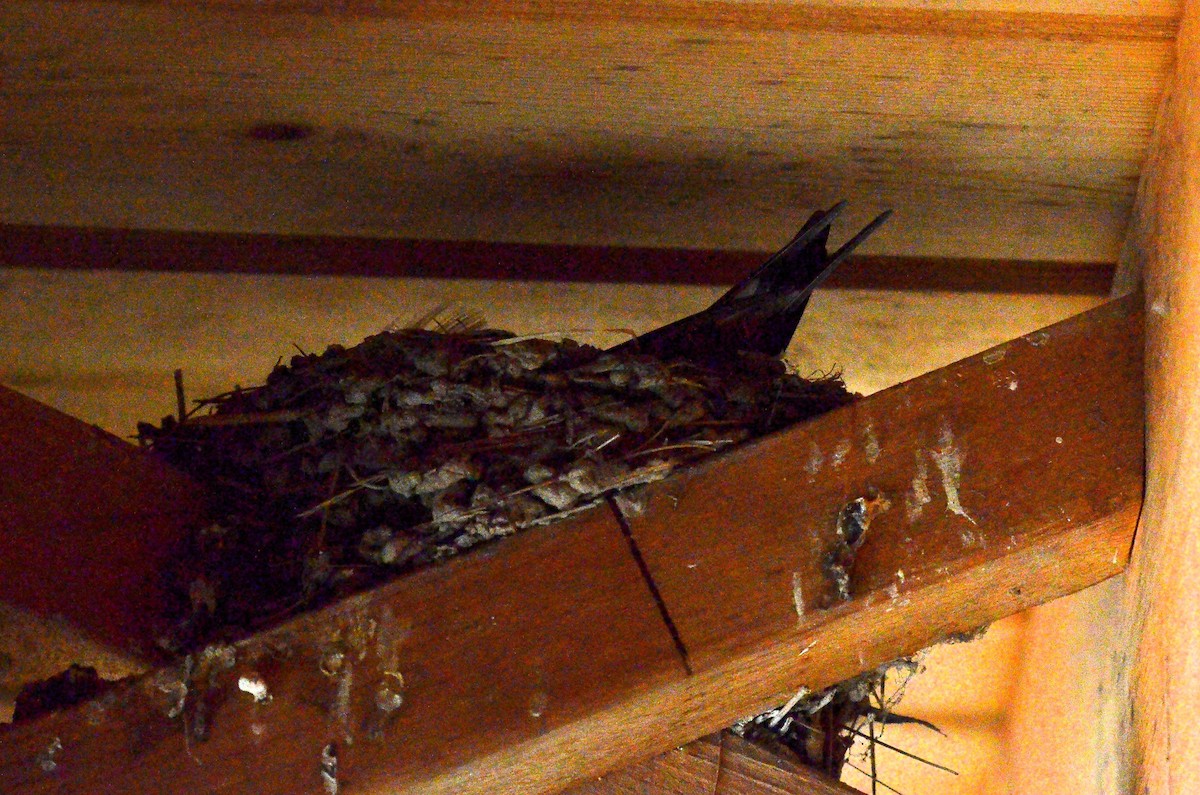 Barn Swallow (American) - ML636113551