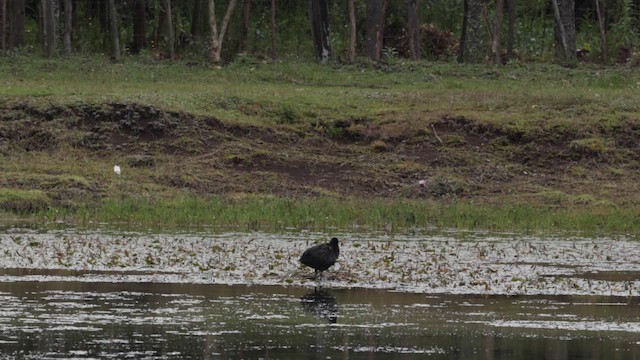 Red-knobbed Coot - ML636113741