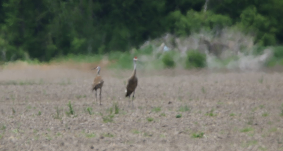 Sandhill Crane - ML636113748
