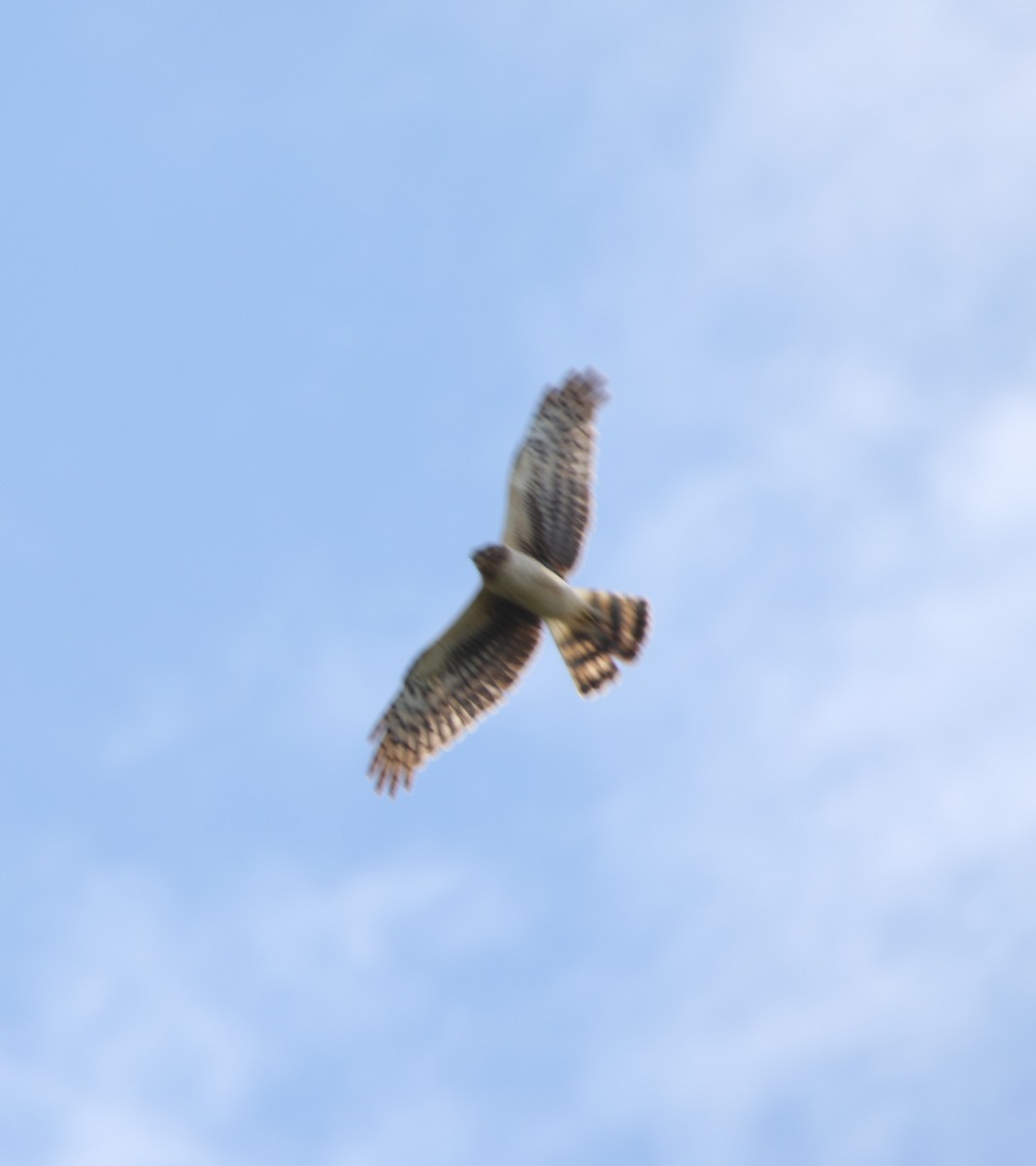 Northern Harrier - ML636113755
