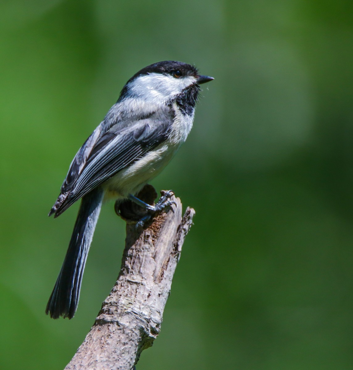Black-capped Chickadee - ML636113777