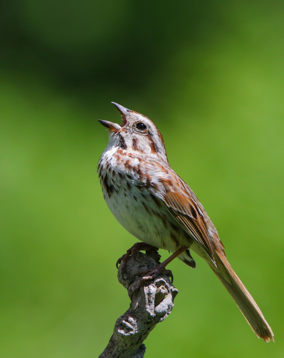 Song Sparrow - ML636113788