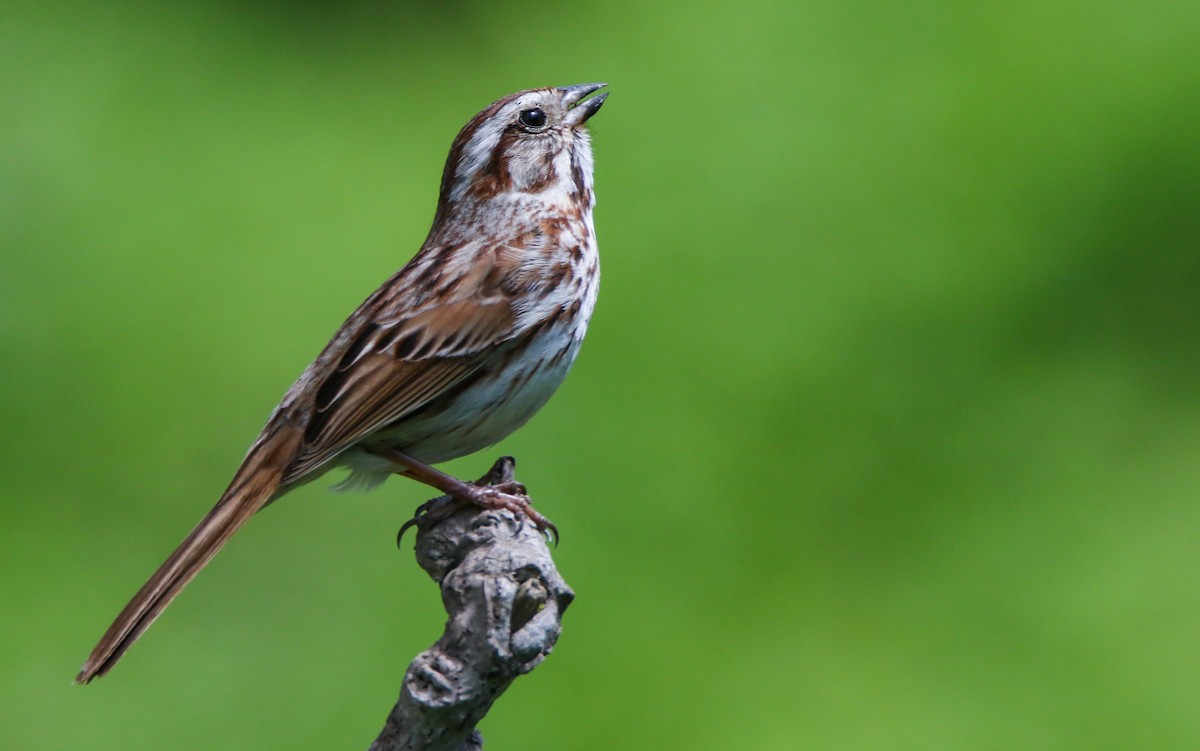 Song Sparrow - ML636113789