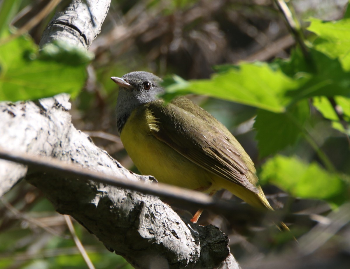 Mourning Warbler - ML636113809