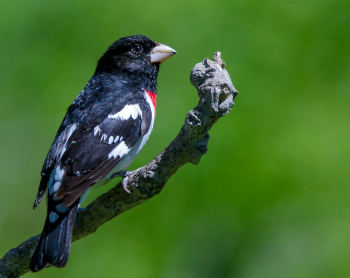 Rose-breasted Grosbeak - ML636113819