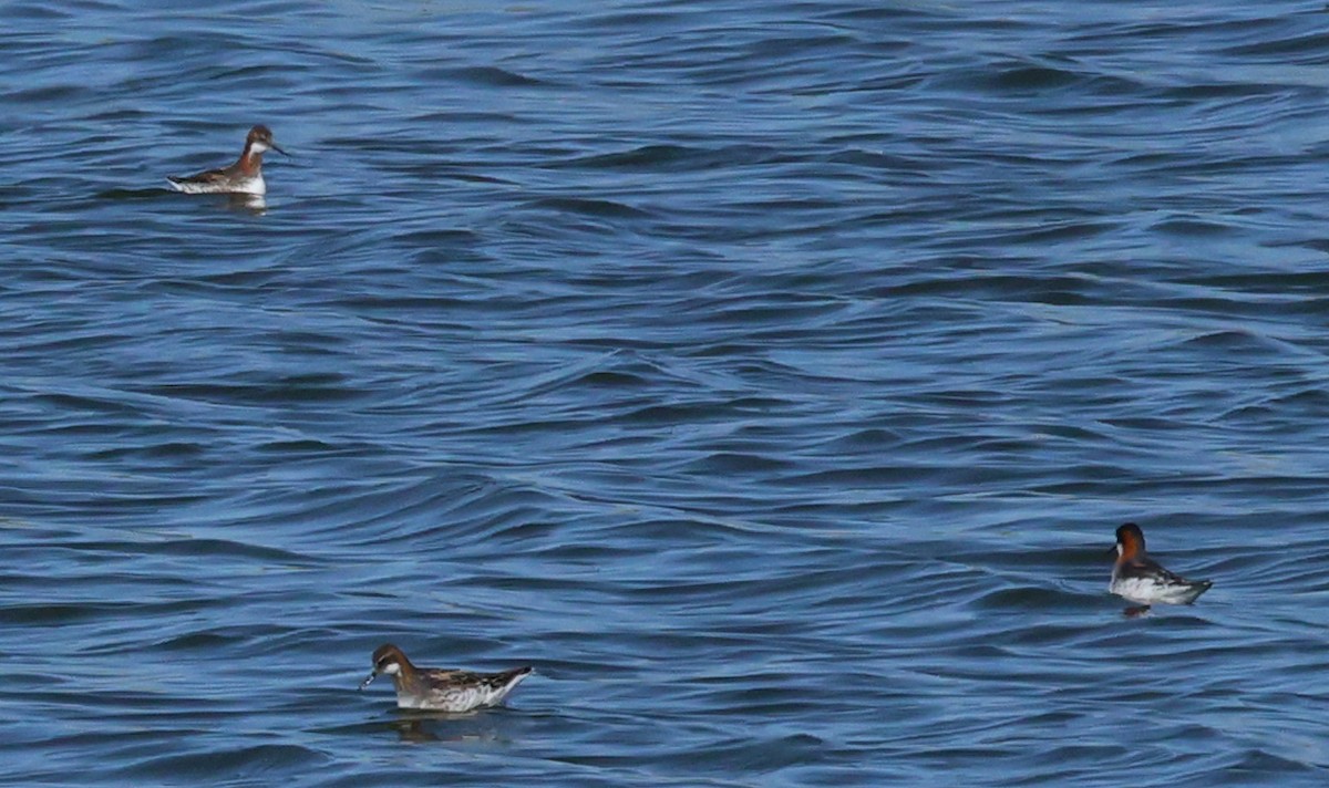 紅領瓣足鷸 - ML636113850