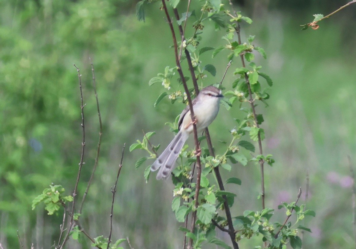 Pale Prinia - ML636113855