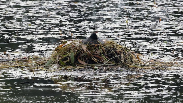 Red-knobbed Coot - ML636113884