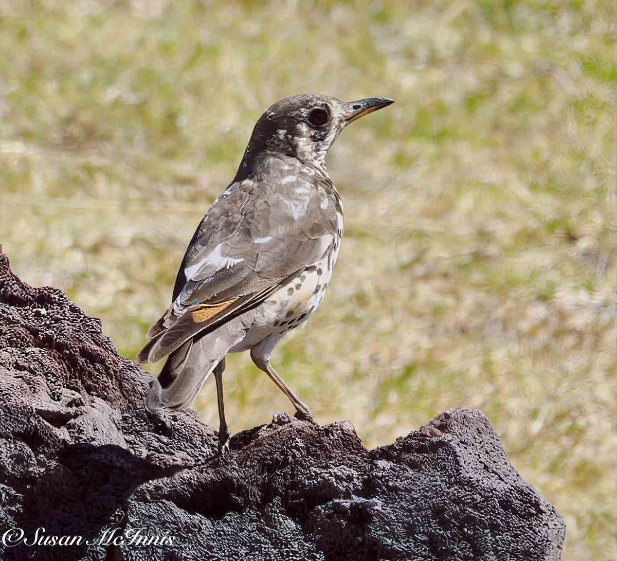 Ethiopian Thrush - ML636113914