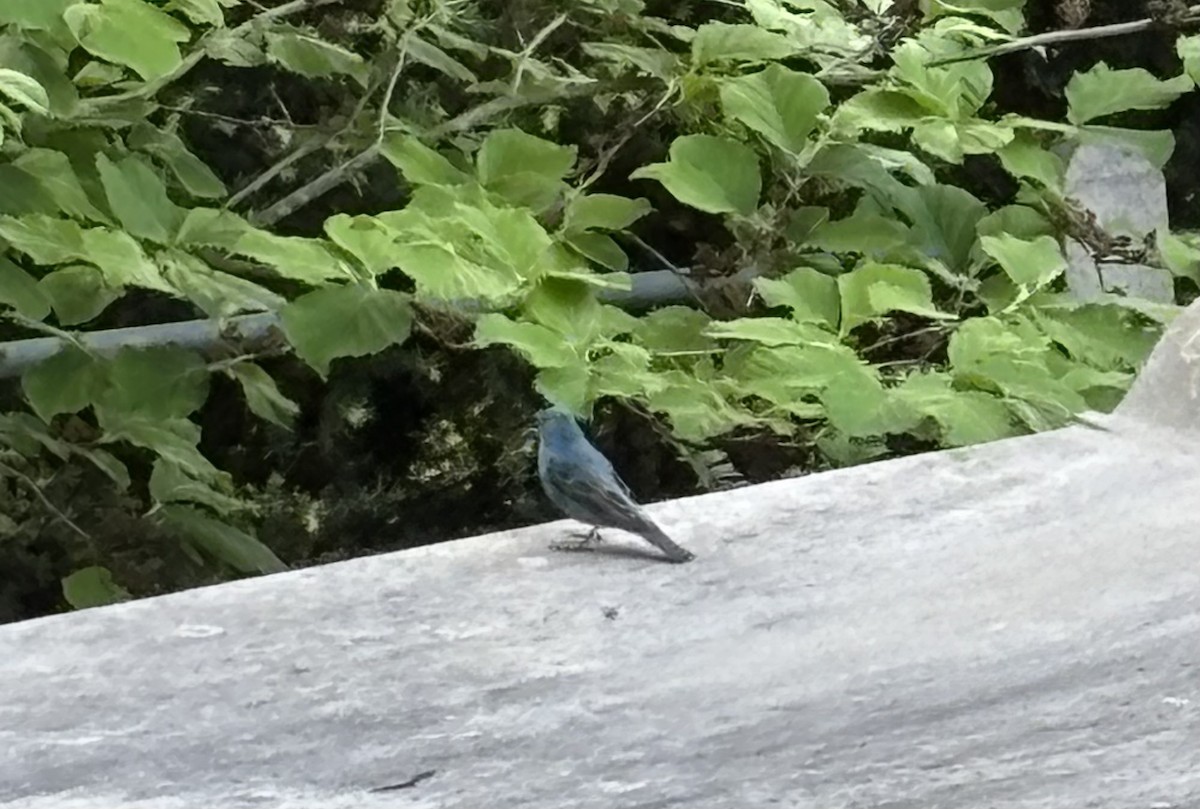 Indigo Bunting - ML636113953