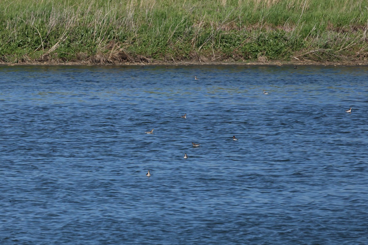 紅領瓣足鷸 - ML636113973