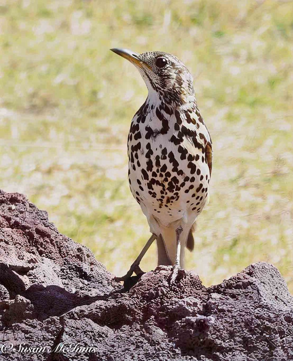 Ethiopian Thrush - ML636113989