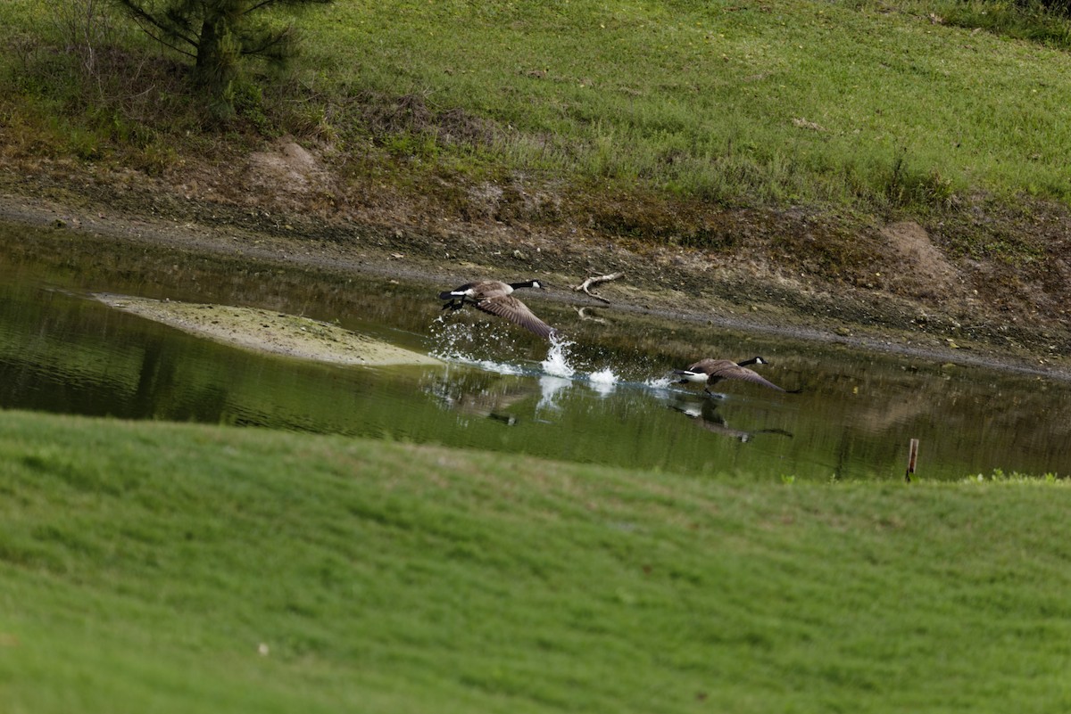 Canada Goose - ML636114003