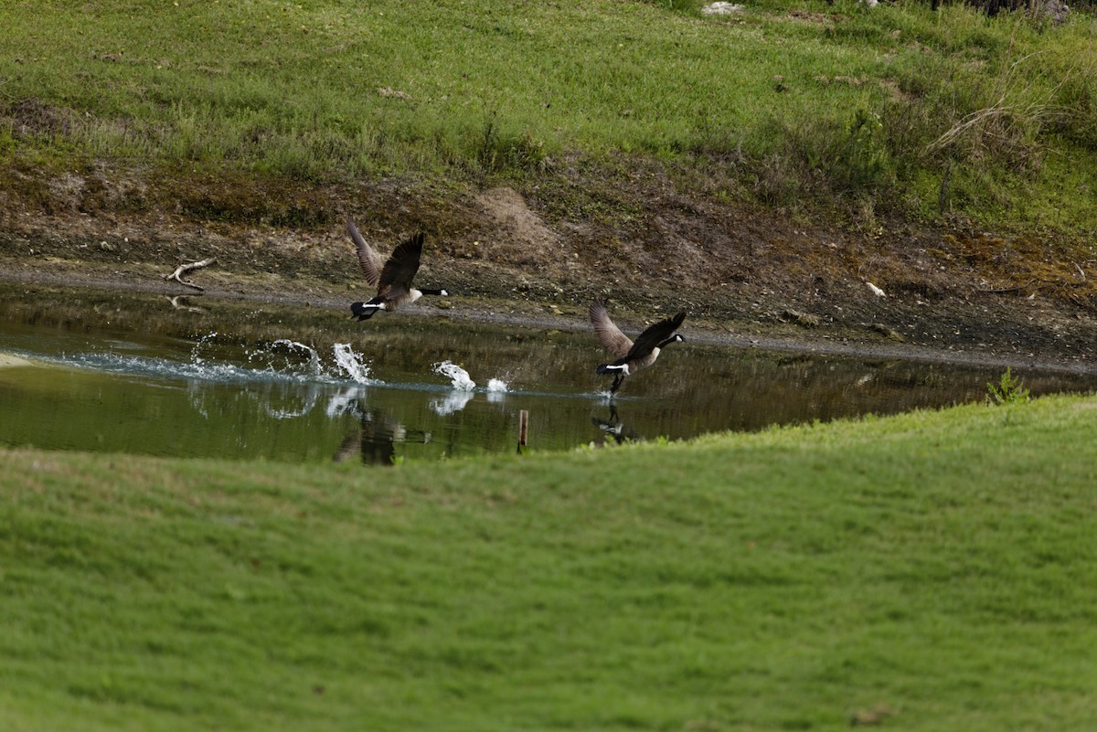 Canada Goose - ML636114004