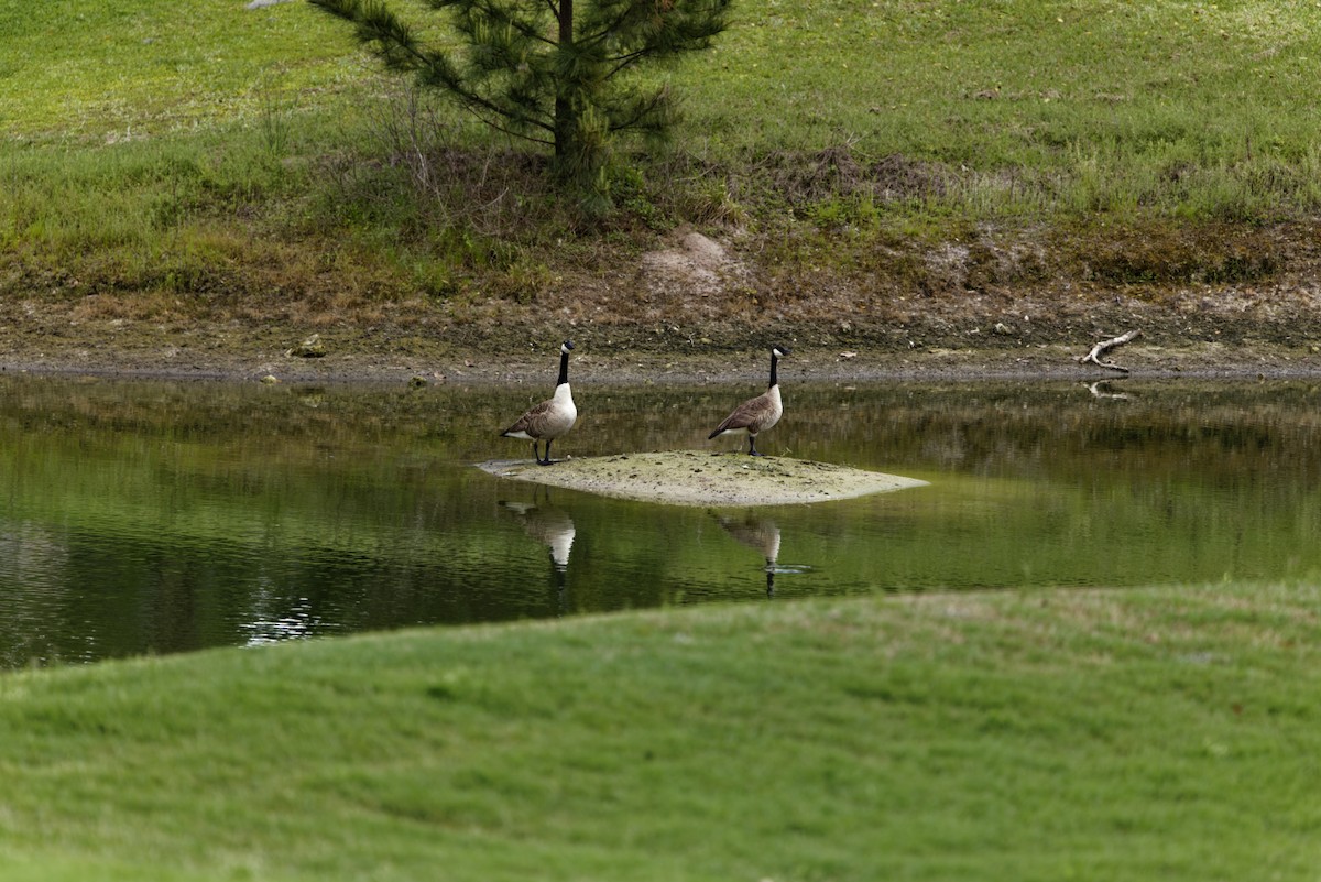 Canada Goose - ML636114008